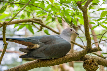 Pink-headed imperial pigeon is a species of bird found in the Lesser Sunda Islands of Indonesia. Its natural habitats are subtropical or tropical moist lowland forests， mangrove forests.