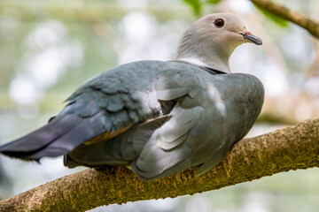 Pink-headed imperial pigeon is a species of bird found in the Lesser Sunda Islands of Indonesia. Its natural habitats are subtropical or tropical moist lowland forests， mangrove forests.