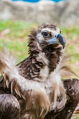 The cinereous vulture is a large raptorial bird that is distributed through much of Eurasia. It is thus one of the world's heaviest flying birds. Distinctly dark, with the whole body being brown 