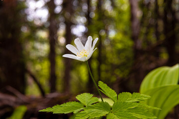 anemone blooms white flower on dark forest background