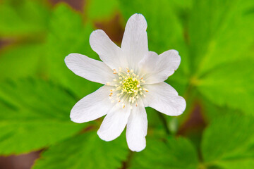 Obraz na płótnie Canvas blossoming white flower of snowdrop or anemone - the first spring flower