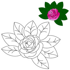 Flowers vector and Line Arts. Flower coloring page. Flower rose  black and white.
Isolated on white background. Vector illustration.