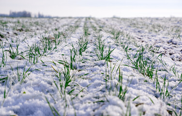 Winter wheat field. Sprouts of green winter wheat on a field covered with the first snow. Wheat field covered with snow in winter season