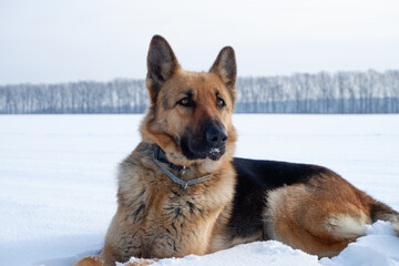 Winter portrait of the Dog. German shepherd dog lies in the snow. Walking with the animal in winter.