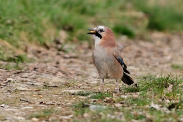 Eurasian jay with food, nut in the beak, closeup.  In the forest. Genus species Garrulus glandarius.