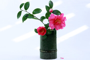 白バックに差し込む光と、咲き具合の違う三輪のピンク色の山茶花の竹筒に飾る