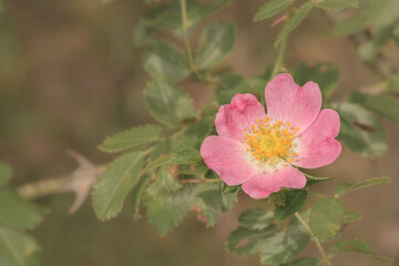 Canine rose flowers, wild dog rose