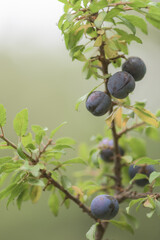 Prunus spinosa, called black hawthorn or endrina