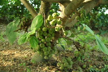 figs fruit