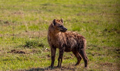 Fototapeta premium A full-length hyena stands in the grass and looks to the side