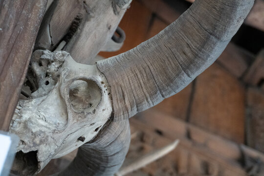 animal horn and skull of dead animal hd image