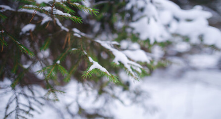 Nature Winter background with snowy pine tree branches, shallow DOF. Beauty in nature.