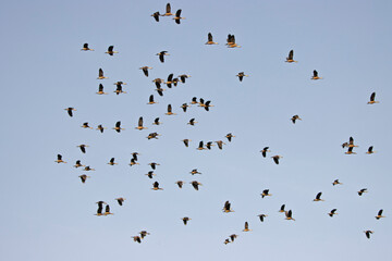 Group of teal birds flying in the sky during migration