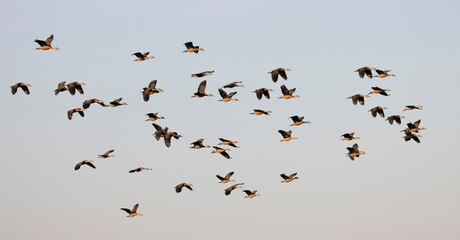 Group of teal birds flying in the sky during migration