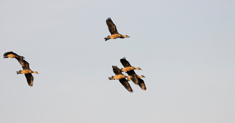 Group of teal birds flying in the sky during migration
