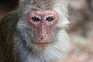 Close up of monkey face, head shot