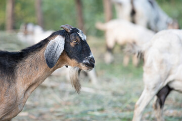 Portrait of goat, head shot