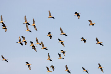 Group of teal birds flying in the sky during migration