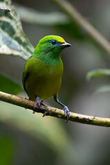 Beautiful tanager Blue-naped Chlorophonia, Chlorophonia cyanea, exotic tropical green songbird from Colombia. Wildlife from South America. Birdwatching in Colombia