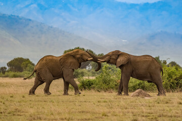 Fototapeta premium Wild african elephant close up, Botswana, Africa