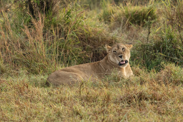 Big lion lying on savannah grass. Landscape with characteristic trees on the plain and hills in the background