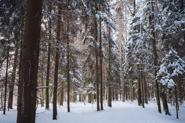 Winter in spruce forest, spruces covered with white fluffy snow. ski resort. Great view of wilderness. Explore beauty of land. Tourism concept. Happy New Year.