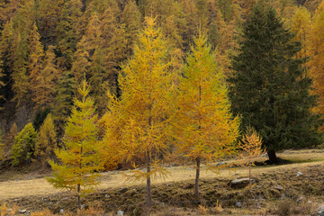 Autumn foliage.
Some plants with typical autumn colored foliage; Italy, Soana Valley.