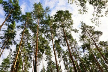 Baumlandschaft Wald / Tree Stems