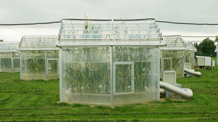 Greenhouse science station research open top chambers climate change, corn maize Zea mays ear, scientific on genetics genes, modern greenhouses observation, scientist harvests, technology technical
