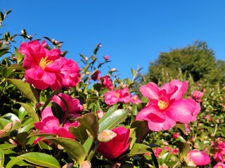 red camellia, flowers blooming on camellia trees