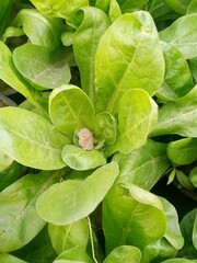 green leaves background