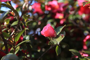 red camellia, flowers blooming on camellia trees