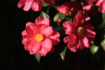 red camellia, flowers blooming on camellia trees