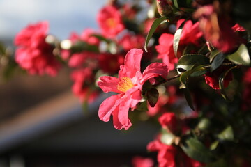red camellia, flowers blooming on camellia trees