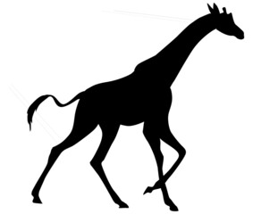 Vector illustration of a black silhouette giraffe running. Isolated on white background. Icon, Label, and logo. Giraffe side view profile.