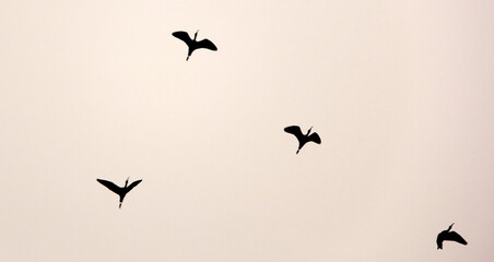 4 grues