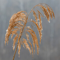 Sunstars from melting frozen dew drops on golden color reed