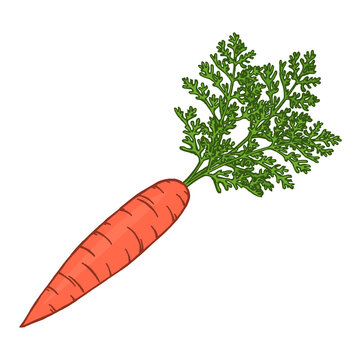 Fresh carrots on a white background. Vegetable agriculture. Delicious and healthy food. Natural ingredient for dishes. Vector isolated art illustration hand drawn