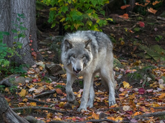Face view of angry wolf in autumn forest