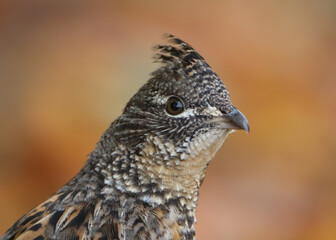 Extreme closeup portrait of Ruffed Grouse partridge against blurred autumn leaves