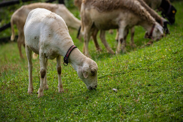Flock of sheep grazing in the meadow. Animal themes