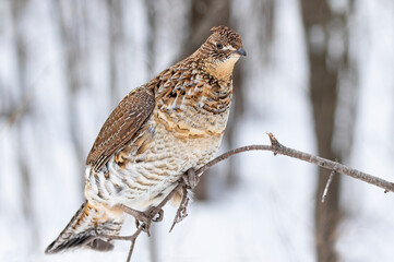 Ruffed grouse closeup perched on a small branch in winter in Ottawa, Canada