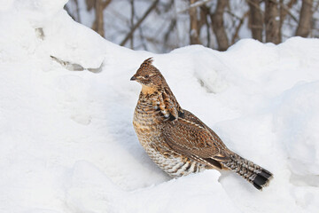 Ruffed grouse closeup walking around in the winter snow in Ottawa, Canada