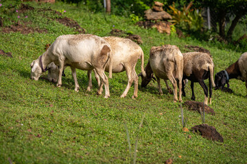 Naklejka na ściany i meble Flock of sheep grazing in the meadow. Animal themes