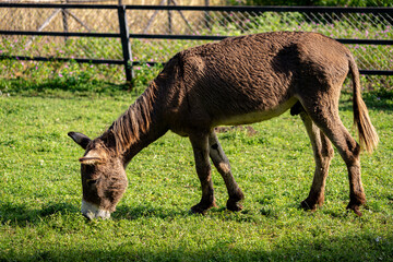 Donkey grazing in the meadow at sunrise. Animal themes.
