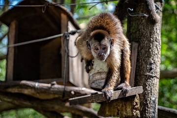 Little capuchin monkey monkey in captivity. Animal themes