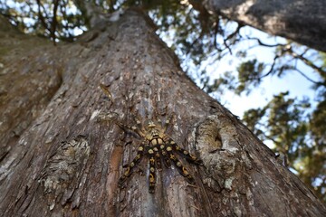Wide-angle close up of the ivory ornamental tiger spider Poecilotheria subfusca (Araneae: Theraphosidae), an arboreal tarantula species from Sri Lanka, photographed in its biotope on a cypress tree. - obrazy, fototapety, plakaty