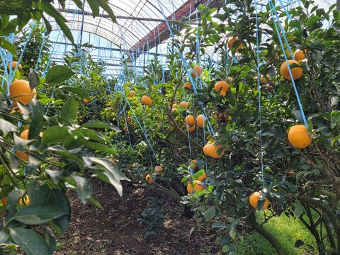 Cheonhyehyang, Setoka, Tangerine, Mandarin, Tangerine from Jeju Island