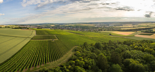 Fototapeta premium Weinberge von Rheinhessen im Sommer bei Nieder-Olm, Rheinlandpfalz Deutschland