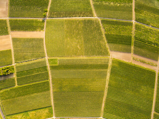 Weinberge von Rheinhessen im Sommer bei Nieder-Olm, Rheinlandpfalz Deutschland